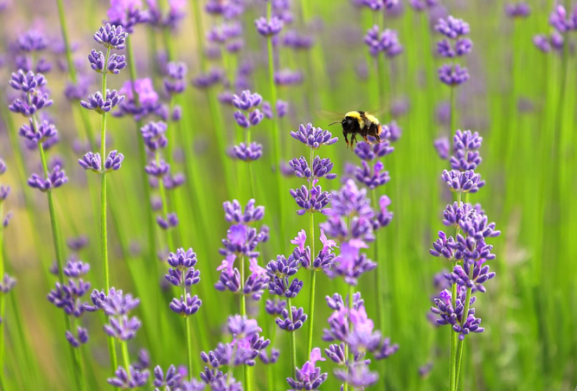 trồng cây đuổi muỗi